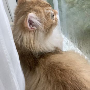 Pink Paws Cattery - Yoshi at his favorite location, a window. - Pet Breeders Near Me Pink Paws Cattery - Yoshi at his favorite location, a window. - Pet Breeders Near Me