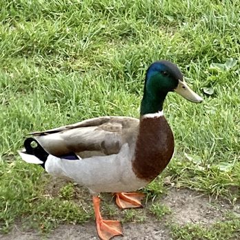 Congress Park - Duck - Landmarks & Historical Buildings Near Me Congress Park - Duck - Landmarks & Historical Buildings Near Me