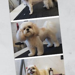 The Pet Shop