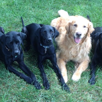 Linda's Pet Sitting Services - We're best friends - Pet Sitting Near Me - Nashua, New Hampshire Linda's Pet Sitting Services - We're best friends - Pet Sitting Near Me - Nashua, New Hampshire