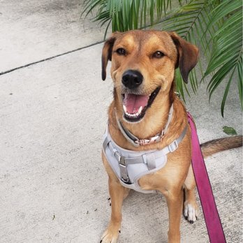 Valentina Pet Care - And another one - look how happy she is! - Pet Boarding Near Me