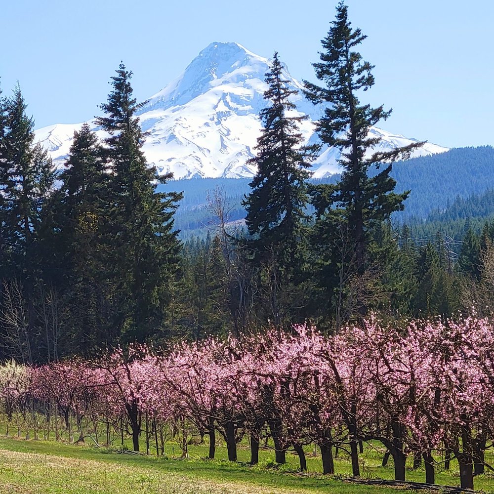 Grateful Vineyard - Wine Tasting Room Near Me - Mount Hood, Oregon Grateful Vineyard - Wine Tasting Room Near Me - Mount Hood, Oregon