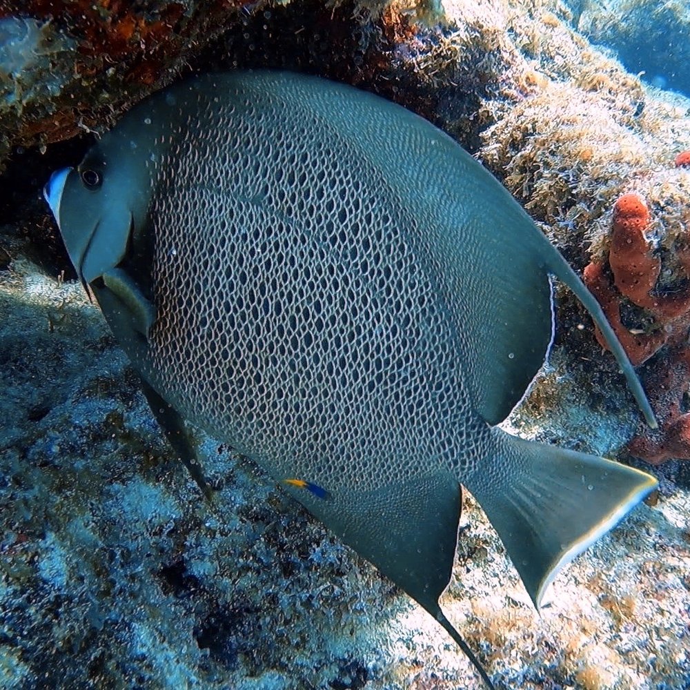 Rainbow Reef Dive Center - Angel fish - Scuba Diving Near Me - Key Largo, Florida
