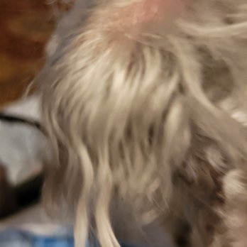 Severn Grooming & Boarding - Razor burn Sugar's ear and very uneven haircut - Pet Sitting Near Me - Severn, Maryland Severn Grooming & Boarding - Razor burn Sugar's ear and very uneven haircut - Pet Sitting Near Me - Severn, Maryland