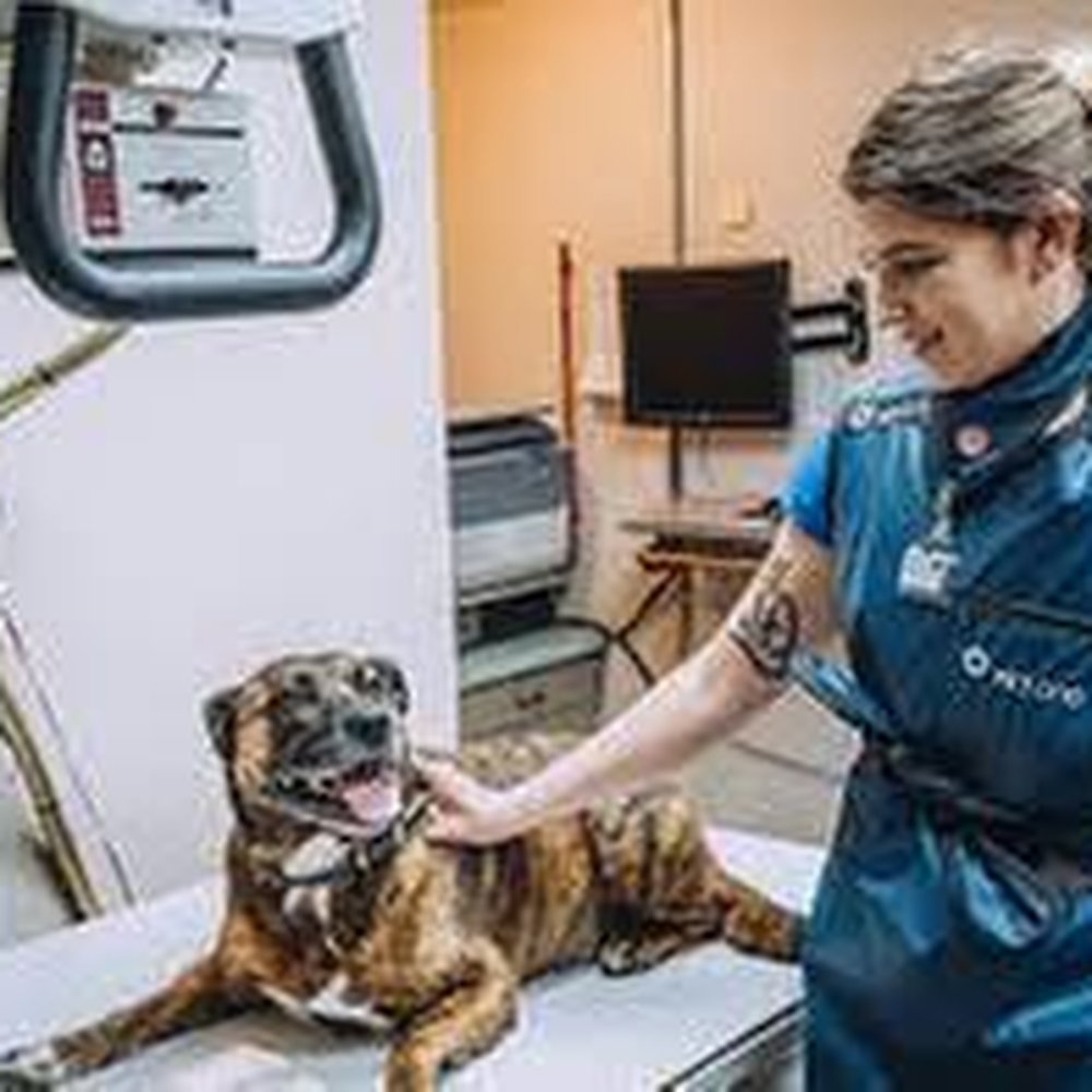 TOP 10 BEST Vet Hospital in Las Cruces, NM - Updated 2026 - Yelp