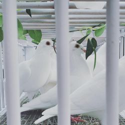 J & L Wings of White - White doves to release