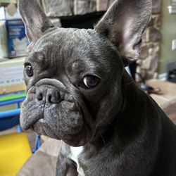 Frenchies Kingdom - Roscoe
