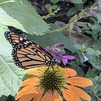 Airlie Gardens - Butterfly house - Venues & Event Spaces Near Me - Wilmington, North Carolina Airlie Gardens - Butterfly house - Venues & Event Spaces Near Me - Wilmington, North Carolina
