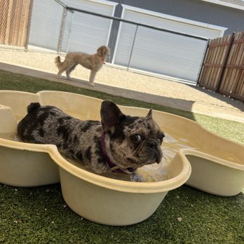 Parkland Pet Resort - One of the pics that the staff sent me while I was on vacation. - Pet Groomers Near Me - Hollister, California