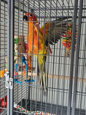 kamaka exotic animal veterinary services