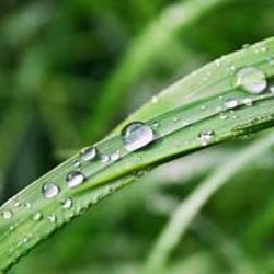 Delaware Valley Spray Service Inc - Green Grass, Insect Control in Hainesport, NJ