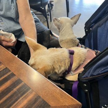 4 Paws Coffee Co. - Doggies chilling - Coffee & Tea Near Me - Palm Springs, California