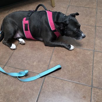 Willis Animal Hospital - This is our pit mix, her name is pixie and she is super friendly! - Veterinarians Near Me - Willis, Texas Willis Animal Hospital - This is our pit mix, her name is pixie and she is super friendly! - Veterinarians Near Me - Willis, Texas