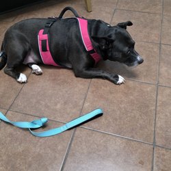 Willis Animal Hospital