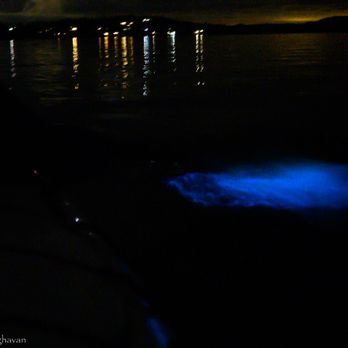 Discovery Sea Kayaks - Bioluminiscence at San Juan Islands - Rafting/Kayaking Near Me - Friday Harbor, Washington Discovery Sea Kayaks - Bioluminiscence at San Juan Islands - Rafting/Kayaking Near Me - Friday Harbor, Washington
