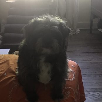 City Groomers - Before grooming - Pet Groomers Near Me - Chicago, Illinois