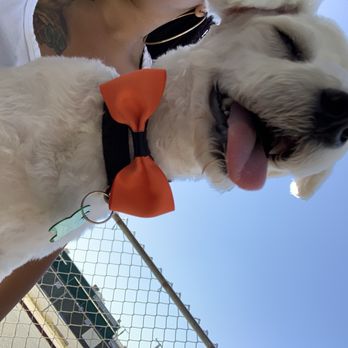 Wow Doggy Pet Salon - Silly face lol - Pet Groomers Near Me - Gardena, California