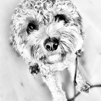 K9 Journey Dog Training - Gus - Dog Walkers Near Me K9 Journey Dog Training - Gus - Dog Walkers Near Me