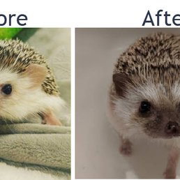 Before and after two weeks of boarding. Before and after two weeks of boarding.