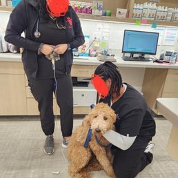 My dog receiving IV treatment after Dogtopia My dog receiving IV treatment after Dogtopia