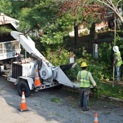 Green Giant Tree & Grading