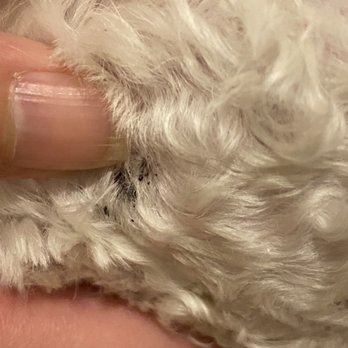 Scrub-A-Pup - Wound after few days of grooming - Pet Groomers Near Me - San Mateo, California Scrub-A-Pup - Wound after few days of grooming - Pet Groomers Near Me - San Mateo, California