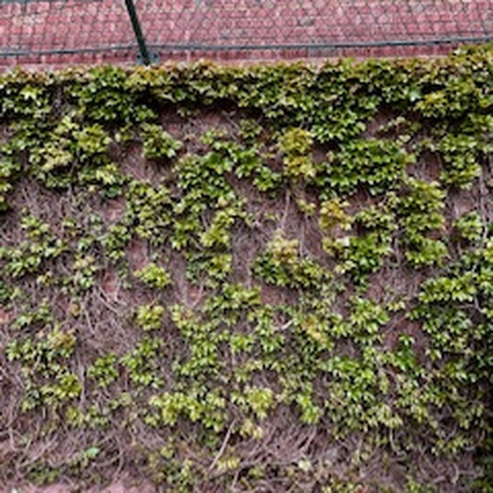 Wrigley Field Tours - Tours Near Me - Chicago, Illinois Wrigley Field Tours - Tours Near Me - Chicago, Illinois