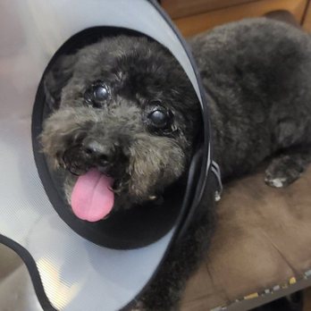 Pup's N Bubbles Pet Grooming - fresh fade lookin handsome - Pet Groomers Near Me - Lake Elsinore, California