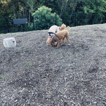 MUTTS Canine Cantina - Dog Parks Near Me - Allen, Texas MUTTS Canine Cantina - Dog Parks Near Me - Allen, Texas