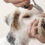 Photo of Canine Companion Training and Boarding Center