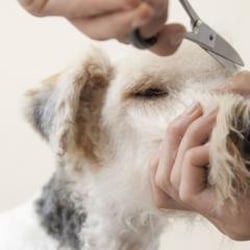 Canine Companion Training and Boarding Center