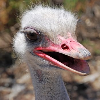 Ostrichland USA - Ostrich - Attraction Farms Near Me - Solvang, California