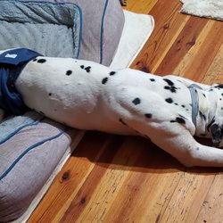 Moore Humane Society - Melo Relaxing