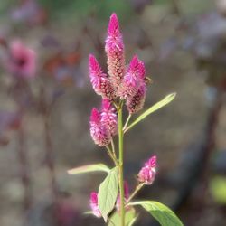 ECHO Global Farm - Variety of cockscomb (celosia argentea)