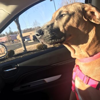 Pet Castle Resort - After daycare so tiered - Pet Boarding Near Me - Langhorne, Pennsylvania