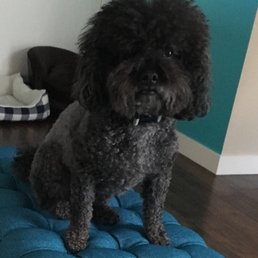 Before..how he looks after most grooms fluffy and poodle curls