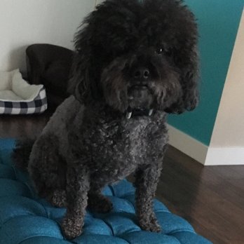 Groomingdales - Before..how he looks after most grooms fluffy and poodle curls - Pet Groomers Near Me - Sisters, Oregon
