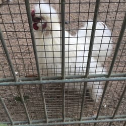 Tierpark Hattersheim - Yeti-Huhn