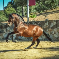 Rancho Tecate - Caballos españoles, ejemplares majestuosos en Rancho Tecate