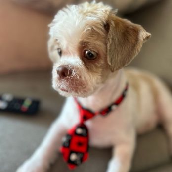 A Doggie Doo Mobile Grooming - Fur baby of the month. - Pet Groomers Near Me A Doggie Doo Mobile Grooming - Fur baby of the month. - Pet Groomers Near Me