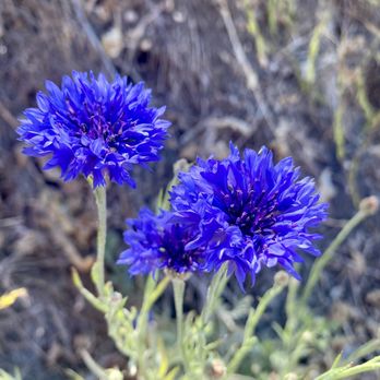 Pismo Preserve - Look how beautiful! Colorful wildflowers for the win - Hiking Near Me - Pismo Beach, California Pismo Preserve - Look how beautiful! Colorful wildflowers for the win - Hiking Near Me - Pismo Beach, California