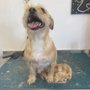 Photo of Dirty Dog