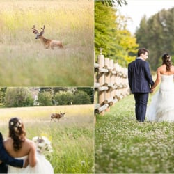Spring Creek Ranch - Spring Creek Ranch is full of wild life.  During our wedding there were two deer and many beautiful birds.