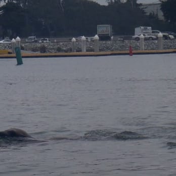 Kayak Connection - several sea otters found us just as intriguing as we found them. - Rafting/Kayaking Near Me - Moss Landing, California Kayak Connection - several sea otters found us just as intriguing as we found them. - Rafting/Kayaking Near Me - Moss Landing, California