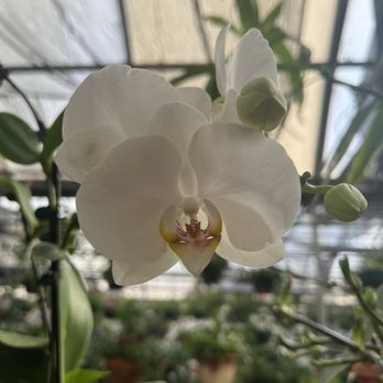 Horchers Country Flowers - Orchid flower - Florists Near Me - Wheeling, Illinois