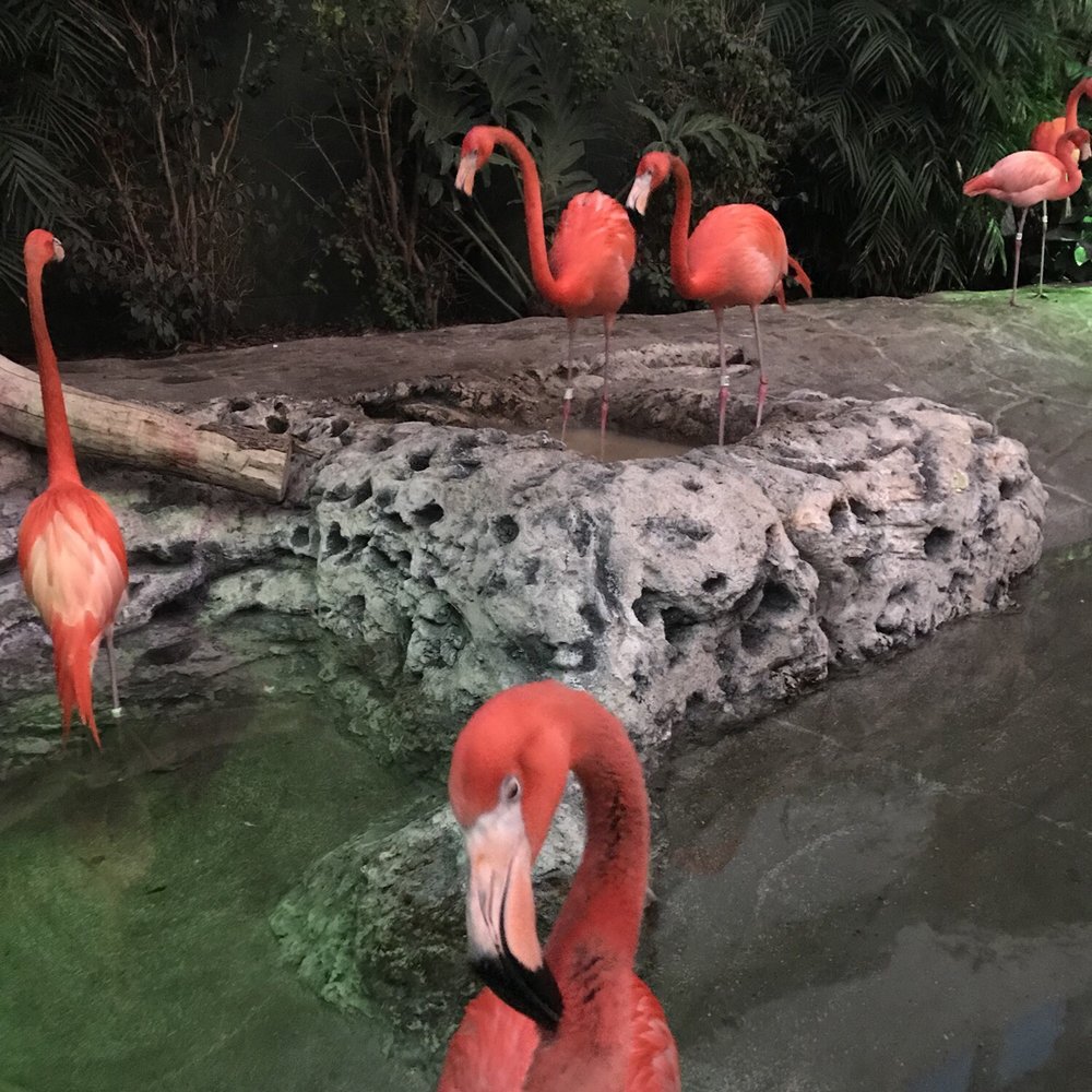 Texas State Aquarium - Flamingos are cool (and noisy)! - Aquariums Near Me - Corpus Christi, Texas Texas State Aquarium - Flamingos are cool (and noisy)! - Aquariums Near Me - Corpus Christi, Texas