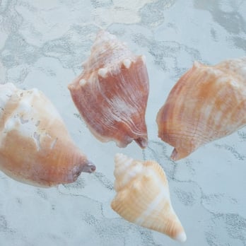 Tommy's on the Beach - Found treasures..... - Guest Houses Near Me - Indian Rocks Beach, Florida