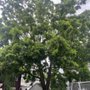 Photo of Tree Pros