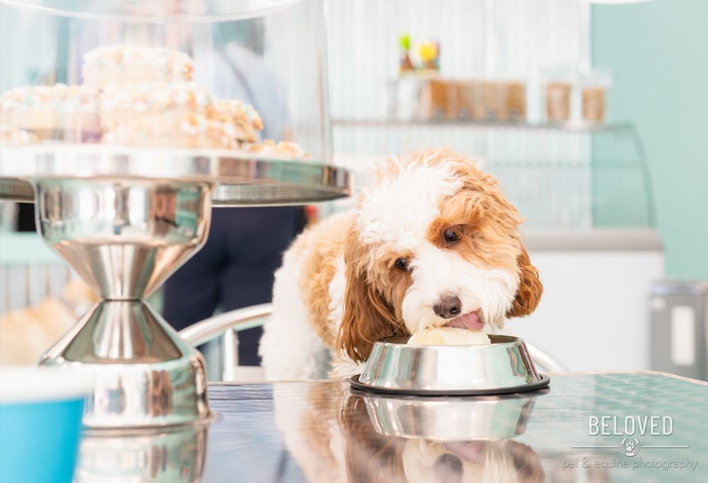 Salty Paws RVA
