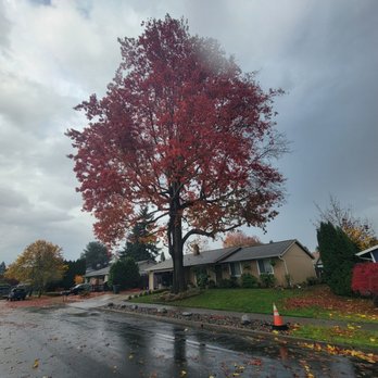 Baltazar Tree Service - Tree Services Near Me Baltazar Tree Service - Tree Services Near Me